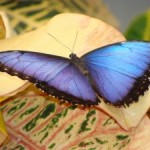 1266296_morpho_peleides_4[1]