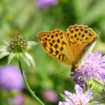 1271494_butterfly_-_kaisermantel[2]