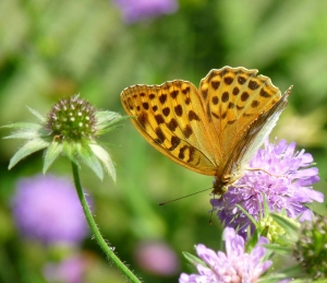 1271494_butterfly_-_kaisermantel[2]