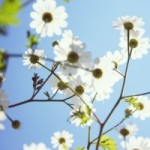 1290197_white_flowers_against_blue_sky[2]