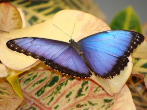 1266296_morpho_peleides_4[1]
